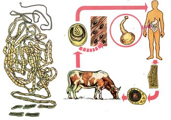 Para um helmintos muito comum, a tênia bovina, uma vaca serve como hospedeiro intermediário e uma pessoa é o hospedeiro final. 