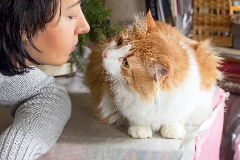 Animais de estimação