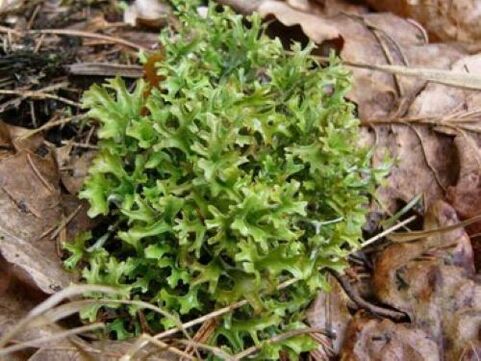 cetraria de parasitas no corpo
