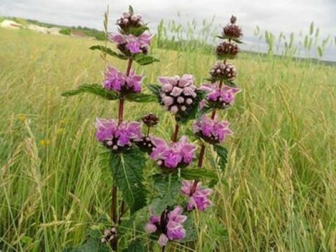 planta de minério de ferro de parasitas no corpo