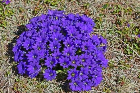 raiz de febre de parasitas no corpo