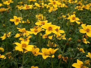 uma série de parasitas no corpo