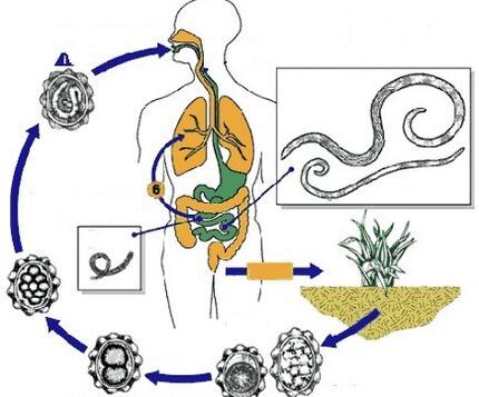 ciclo de vida de parasitas humanos