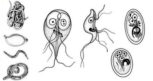 Os parasitas mais simples do corpo humano