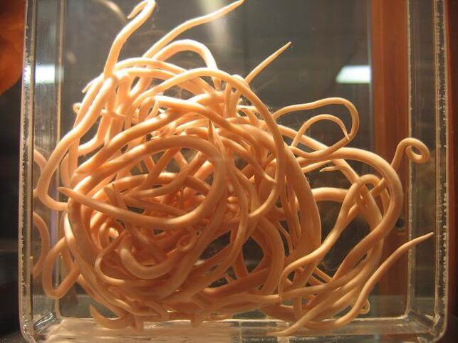 Lombrigas são vermes pertencentes à classe dos nematóides. 