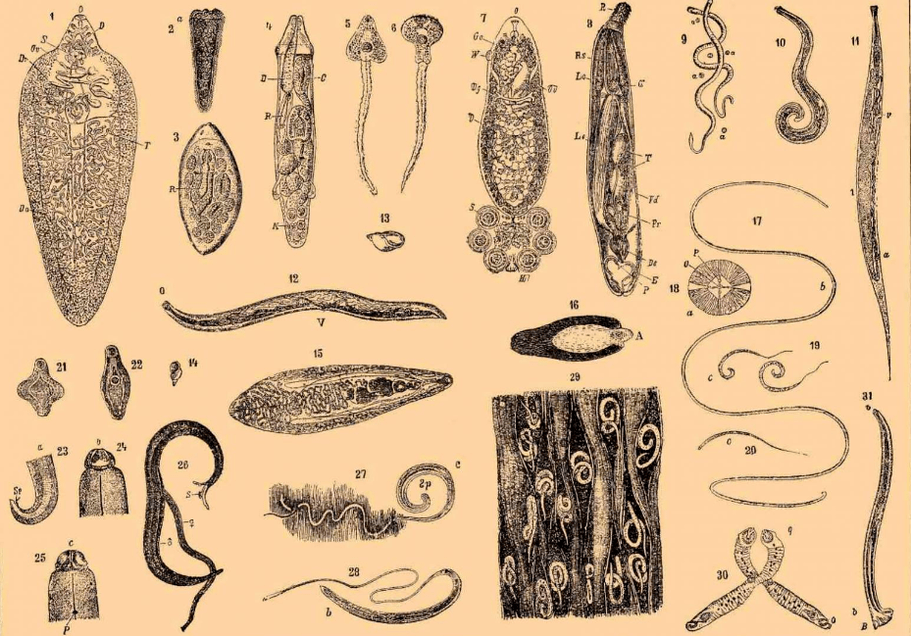 Tipos de vermes que vivem no corpo
