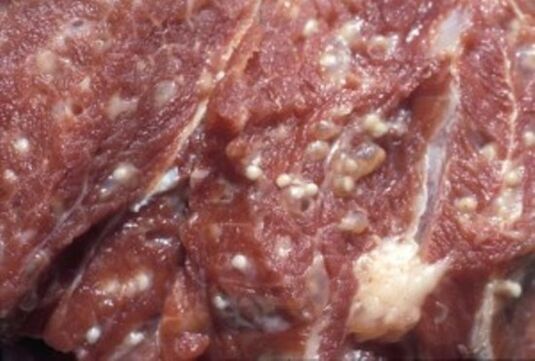 Carne contaminada com triquinela – parasitas perigosos